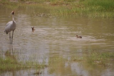 Camooweal Lagoon 112 DSC 0428 2021 10 30 12h34m08s Camooweal Lagoon 112 DSC 0428 2021 10 30 12h34m08s