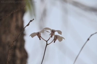 Couzens Lookout 002 DSC 0650 Couzens Lookout 002 DSC 0650