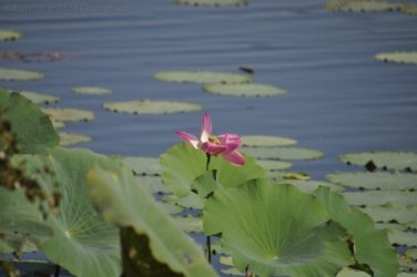 Couzens Lookout 009 DSC 0657 Couzens Lookout 009 DSC 0657