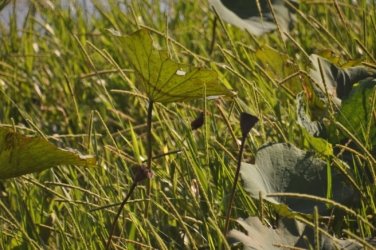 Couzens Lookout 011 DSC 0659 Couzens Lookout 011 DSC 0659