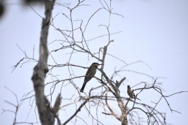 Couzens Lookout 022 DSC 0670 Couzens Lookout 022 DSC 0670