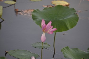 Couzens Lookout 026 DSC 0674 Couzens Lookout 026 DSC 0674