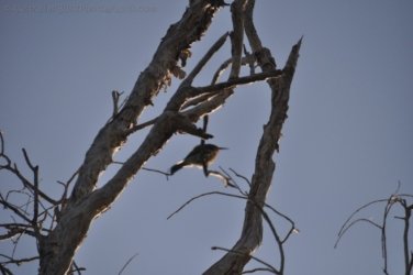 Couzens Lookout 030 DSC 0677 Couzens Lookout 030 DSC 0677