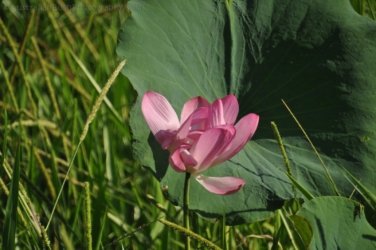 Couzens Lookout 039 DSC 0687 Couzens Lookout 039 DSC 0687