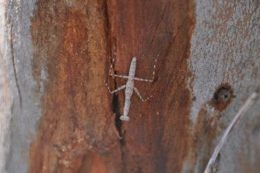 Couzens Lookout 054 DSC 0701 Couzens Lookout 054 DSC 0701