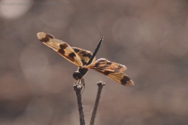 Couzens Lookout 065 DSC 0712 Couzens Lookout 065 DSC 0712