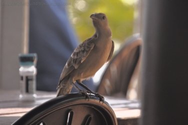 Crab Claw Resort 006 DSC 0160 Crab Claw Resort 006 DSC 0160