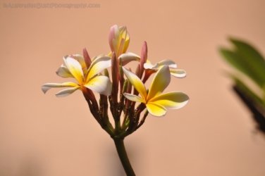 Crab Claw Resort 008 DSC 0162 Crab Claw Resort 008 DSC 0162