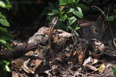 Darwin Botanic Gardens004 DSC 0924 Darwin Botanic Gardens004 DSC 0924