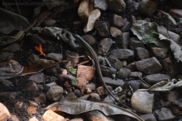 Darwin Botanic Gardens005 DSC 0925 Darwin Botanic Gardens005 DSC 0925