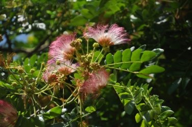 Darwin Botanic Gardens007 DSC 0927 Darwin Botanic Gardens007 DSC 0927