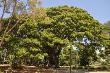 Darwin Botanic Gardens008 DSC 0928 Darwin Botanic Gardens008 DSC 0928
