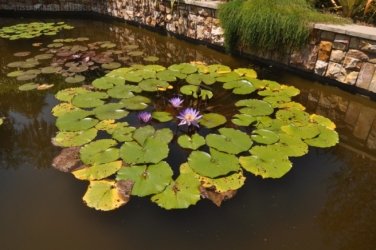 Darwin Botanic Gardens011 DSC 0931 Darwin Botanic Gardens011 DSC 0931