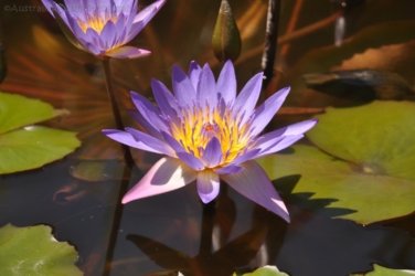 Darwin Botanic Gardens012 DSC 0932 Darwin Botanic Gardens012 DSC 0932