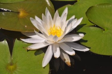 Darwin Botanic Gardens013 DSC 0933 Darwin Botanic Gardens013 DSC 0933