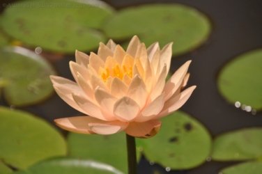 Darwin Botanic Gardens014 DSC 0934 Darwin Botanic Gardens014 DSC 0934