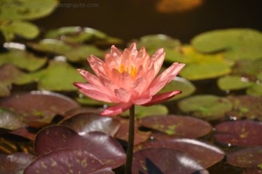 Darwin Botanic Gardens015 DSC 0935 Darwin Botanic Gardens015 DSC 0935