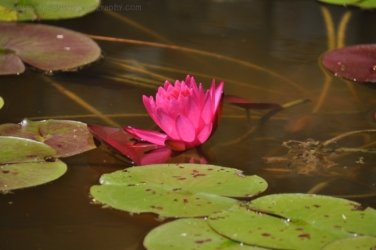Darwin Botanic Gardens016 DSC 0936 Darwin Botanic Gardens016 DSC 0936