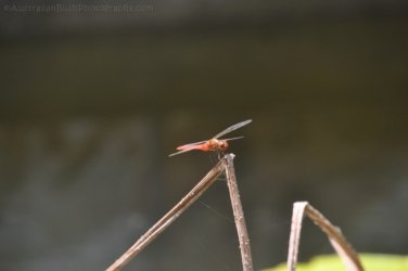 Darwin Botanic Gardens018 DSC 0938 Darwin Botanic Gardens018 DSC 0938