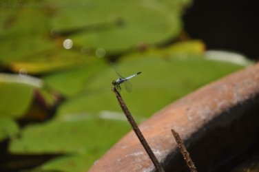 Darwin Botanic Gardens019 DSC 0939 Darwin Botanic Gardens019 DSC 0939