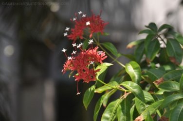 Darwin Botanic Gardens030 DSC 0950 Darwin Botanic Gardens030 DSC 0950