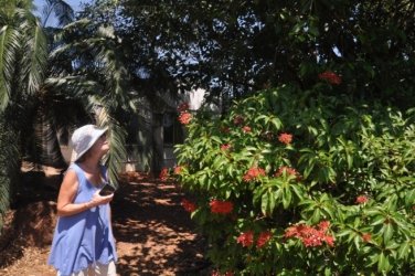 Darwin Botanic Gardens031 DSC 0951 Darwin Botanic Gardens031 DSC 0951