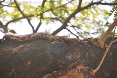 Darwin Botanic Gardens052 DSC 0972 Darwin Botanic Gardens052 DSC 0972