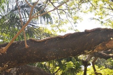 Darwin Botanic Gardens053 DSC 0973 Darwin Botanic Gardens053 DSC 0973