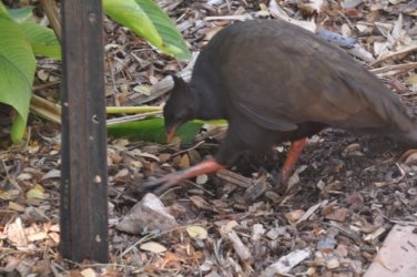 Darwin Botanic Gardens055 DSC 0975 Darwin Botanic Gardens055 DSC 0975