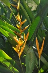 Darwin Botanic Gardens057 DSC 0977 Darwin Botanic Gardens057 DSC 0977