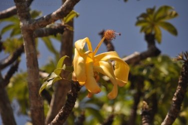 Darwin Botanic Gardens070 DSC 0990 Darwin Botanic Gardens070 DSC 0990