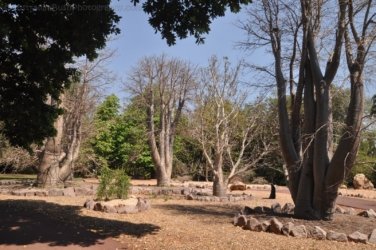 Darwin Botanic Gardens072 DSC 0992 Darwin Botanic Gardens072 DSC 0992