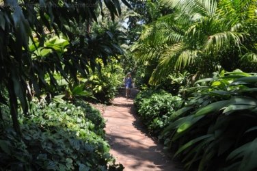 Darwin Botanic Gardens078 DSC 0998 Darwin Botanic Gardens078 DSC 0998