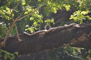 Darwin Botanic Gardens096 DSC 0012 Darwin Botanic Gardens096 DSC 0012