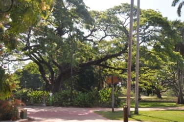 Darwin Botanic Gardens098 DSC 0014 Darwin Botanic Gardens098 DSC 0014