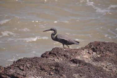 Dundee Beach2 021 DSC 0085 Dundee Beach2 021 DSC 0085