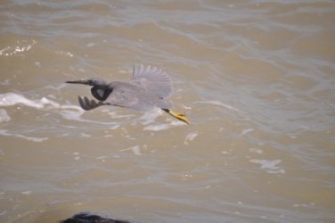 Dundee Beach2 022 DSC 0086 Dundee Beach2 022 DSC 0086
