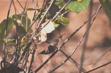 Edith Falls 076 DSC 0437 Edith Falls 076 DSC 0437