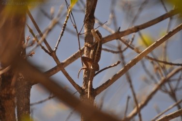 Edith Falls 087 DSC 0448 Edith Falls 087 DSC 0448