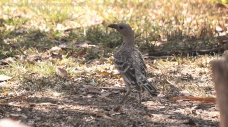 Edith Falls 093 DSC 0454 Edith Falls 093 DSC 0454