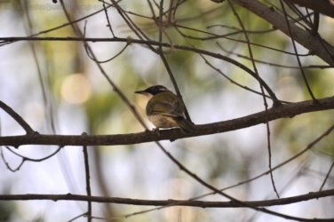 Edith Falls 096 DSC 0457 Edith Falls 096 DSC 0457