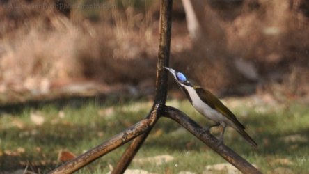 Edith Falls 100 DSC 0461 Edith Falls 100 DSC 0461
