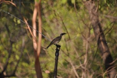 Edith Falls 108 DSC 0470 Edith Falls 108 DSC 0470