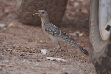 Edith Falls 113 DSC 0474 Edith Falls 113 DSC 0474