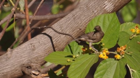 Edith Falls 114 DSC 0475 Edith Falls 114 DSC 0475