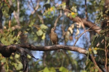 Edith Falls 127 DSC 0490 Edith Falls 127 DSC 0490