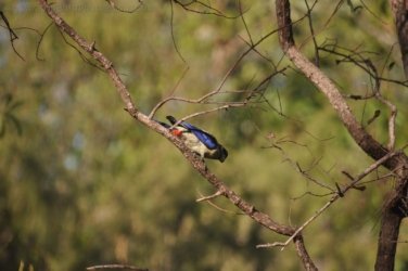 Edith Falls 129 DSC 0492 Edith Falls 129 DSC 0492