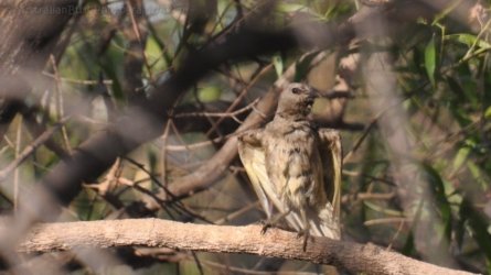 Edith Falls 148 DSC 0511 Edith Falls 148 DSC 0511