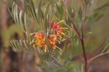 Goorandalng Keep River 018 DSC 0254 Goorandalng Keep River 018 DSC 0254