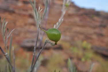 Goorandalng Keep River 021 DSC 0257 Goorandalng Keep River 021 DSC 0257
